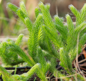 Live Staghorn Moss