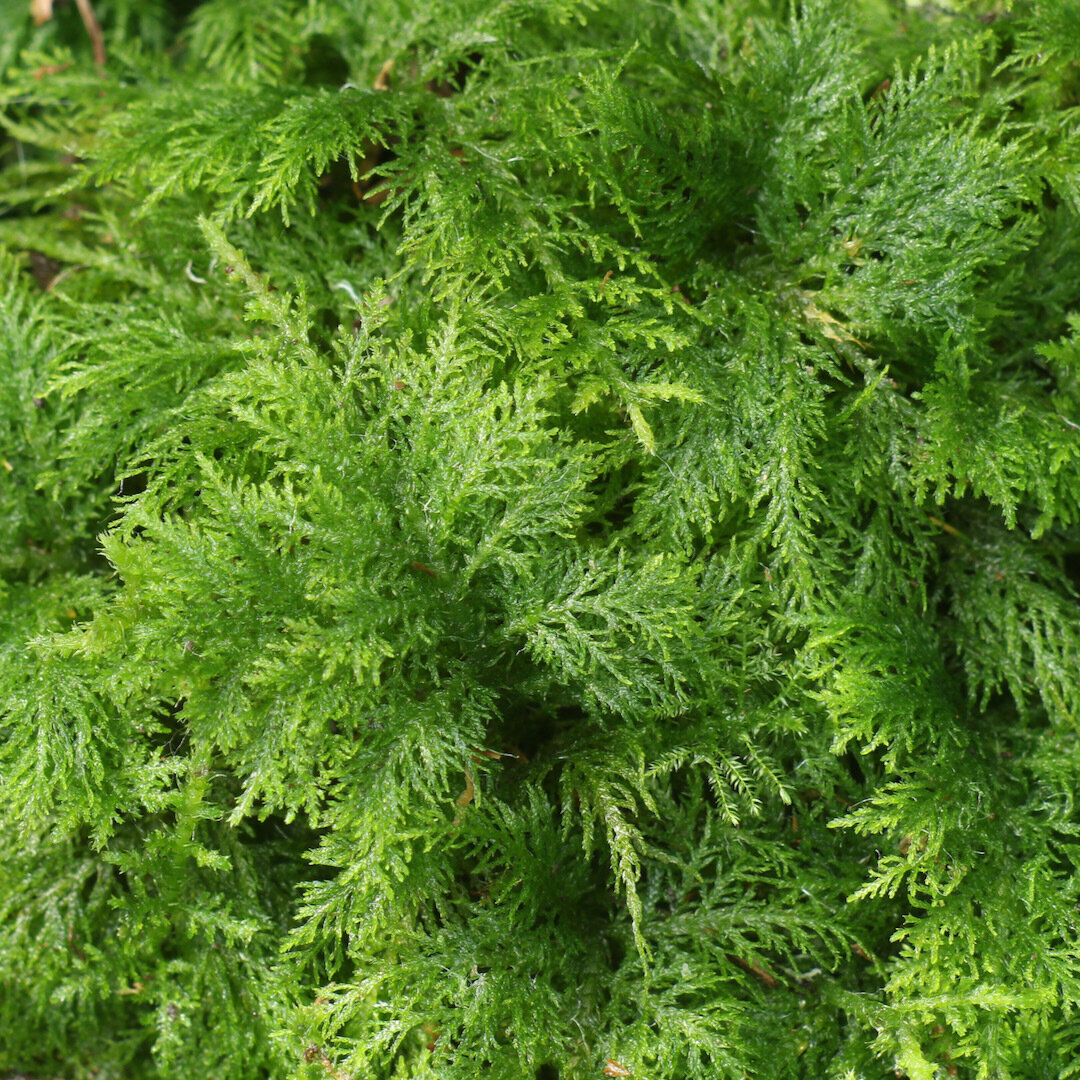 Live Tamarisk Moss