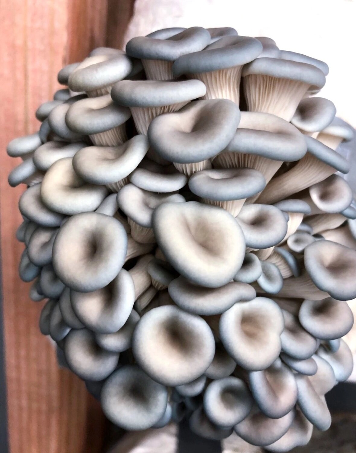 Blue Oyster Mushroom Growing Kit