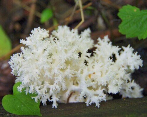 Coral Tooth Mushroom Growing Kit