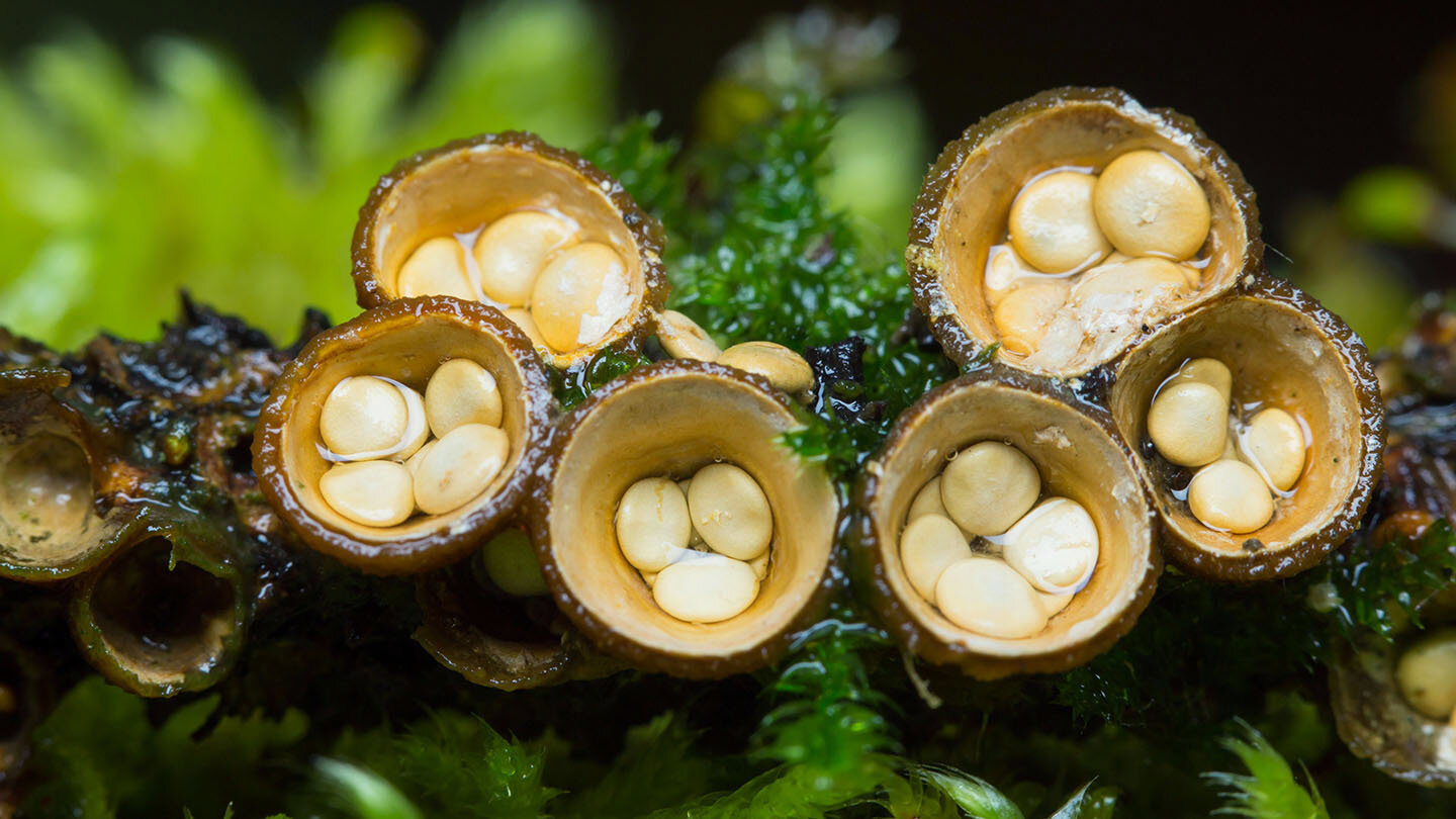 Fluted Bird&#39;s Nest Mushroom Growing Kit