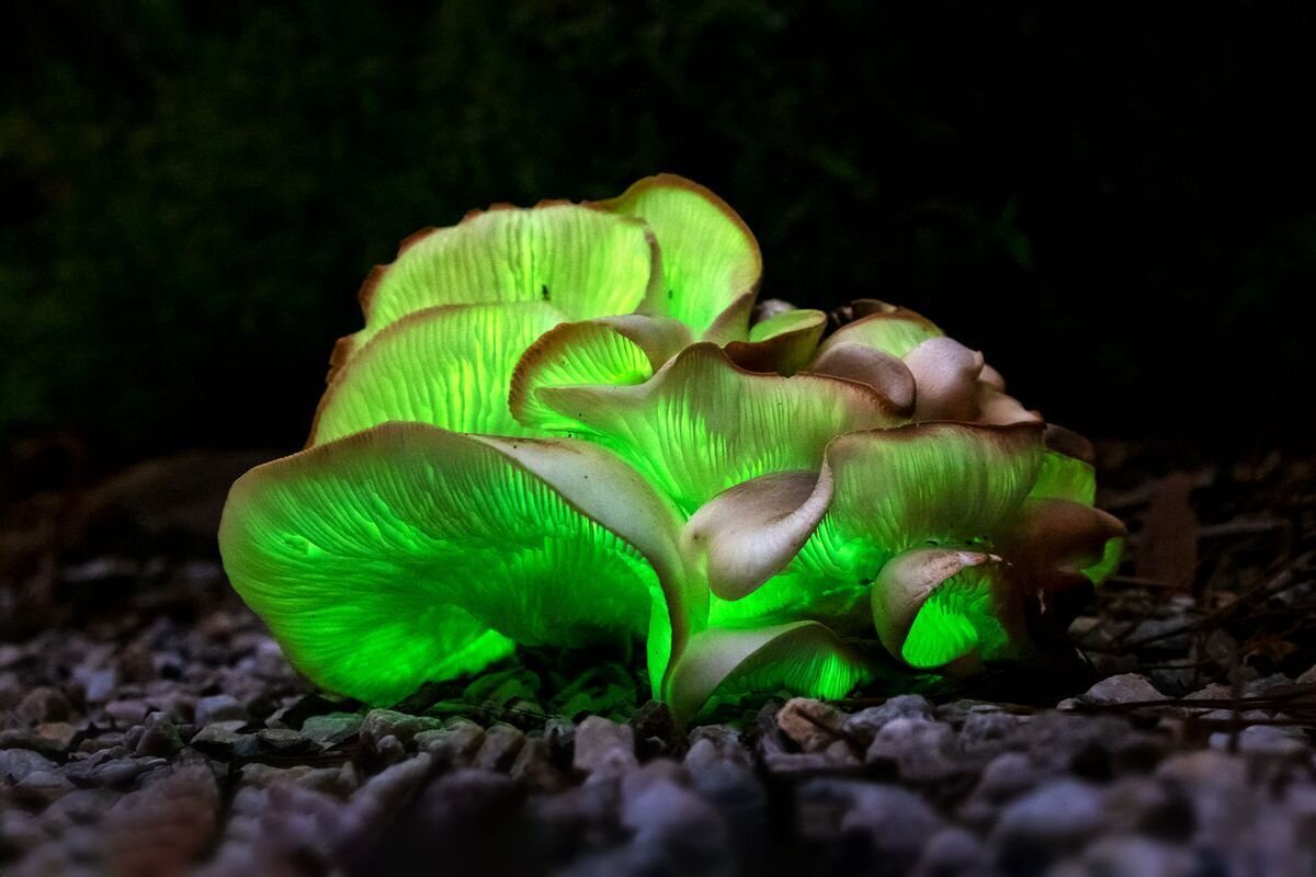 Glowing Ghost Mushroom Growing Kit - Extra Large