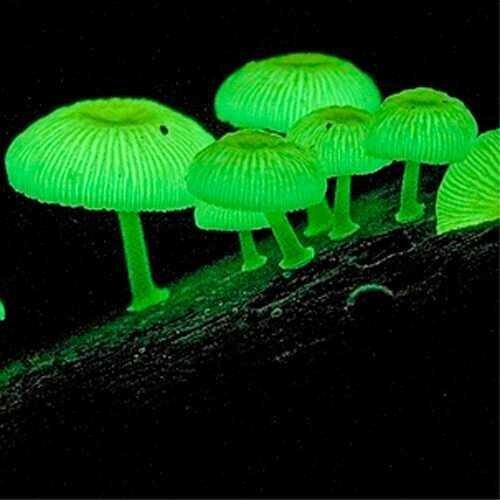 Glow in the Dark Mushroom Growing Kit