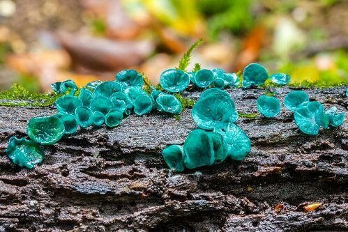 Green Elf Cup Mushroom Growing Kit