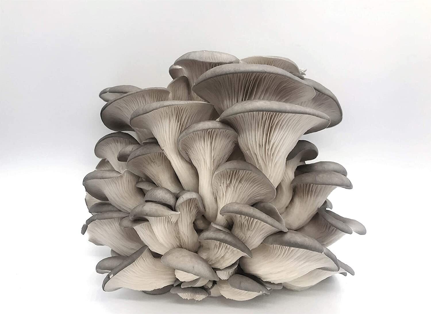 Grey Oyster Mushroom Growing Kit