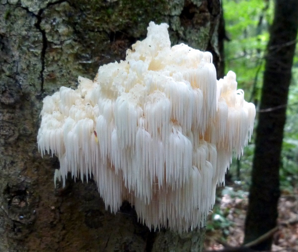 Lion&#39;s Mane Mushroom Growing Kit