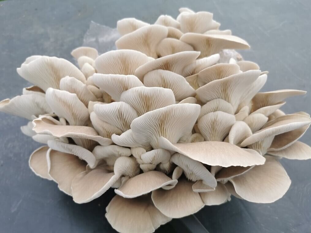Mediterranean Oyster Mushroom Growing Kit