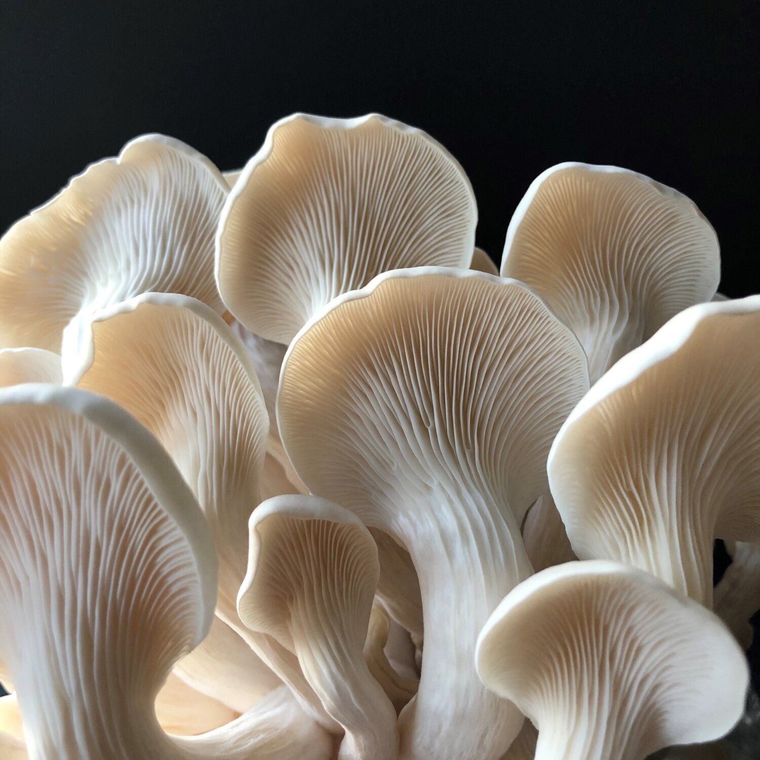 Pearl Oyster Mushroom Growing Kit