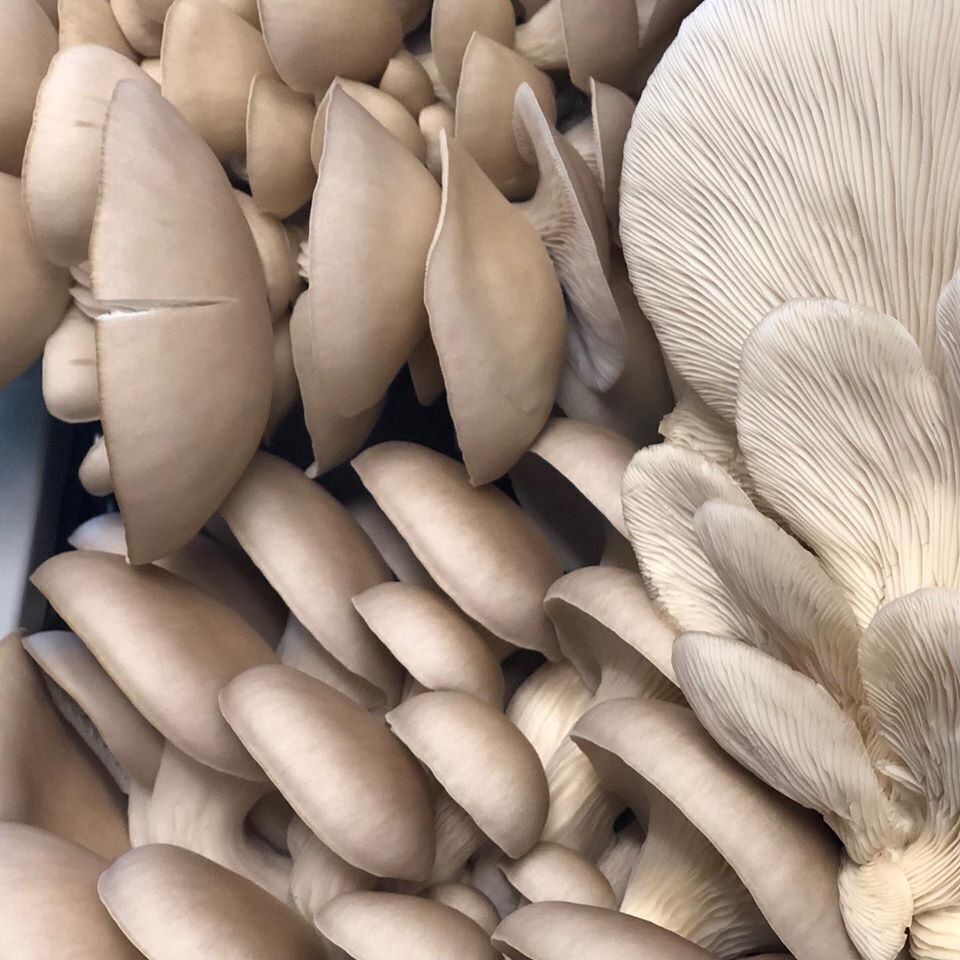 PoHu Mushroom Growing Kit