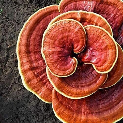 Red Reishi Mushroom Growing Kit