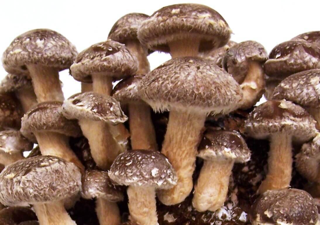 Shiitake Mushroom Growing Kit - Extra Large