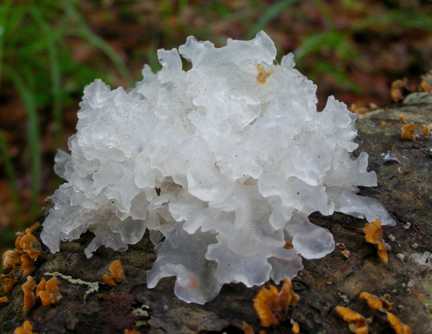 Snow Fungus Mushroom Growing Kit