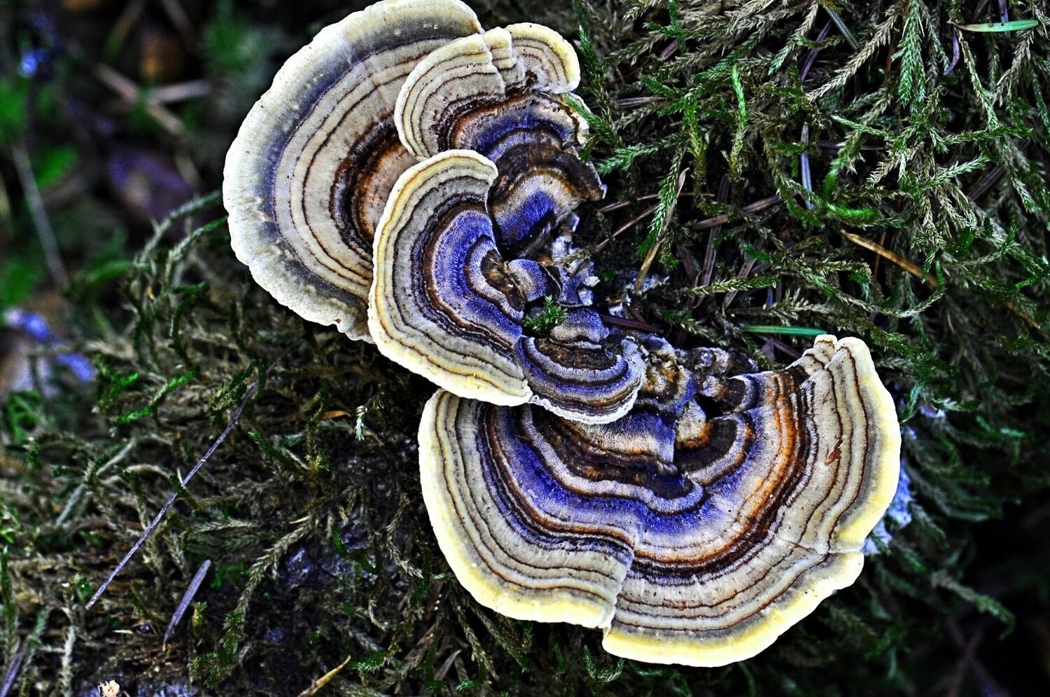 Turkey Tail Mushroom Growing Kit