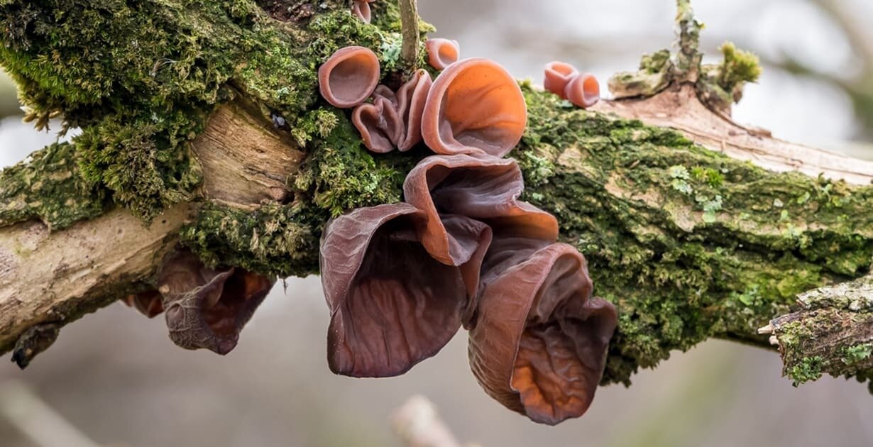 Wood Ear Mushroom Growing Kit