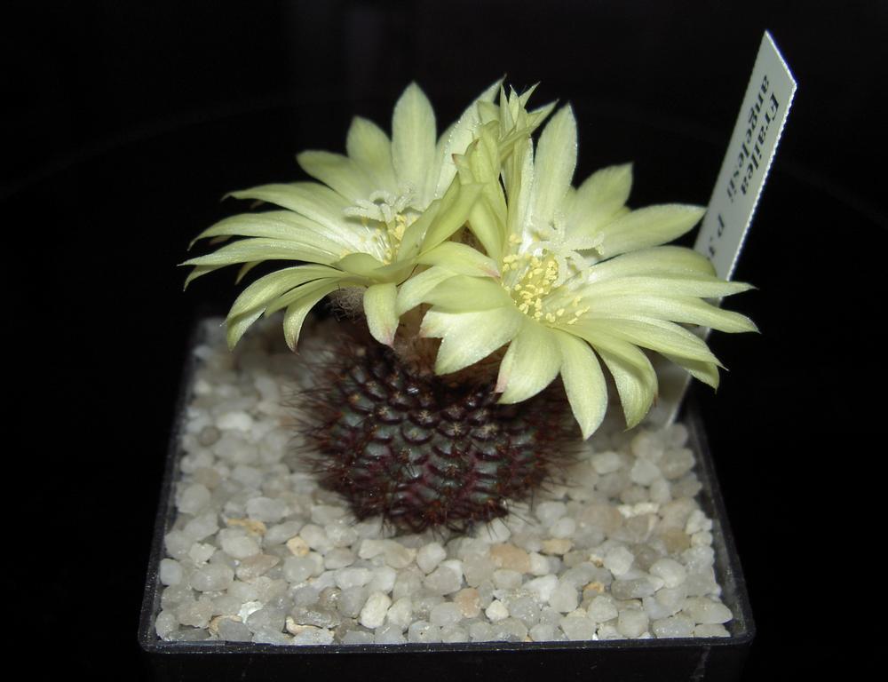 Frailea angelesii