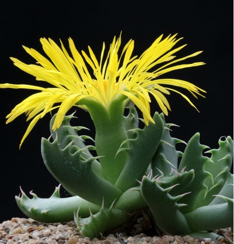 Faucaria felina