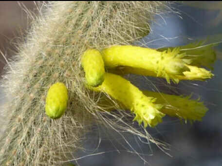 This is Cephalocleistocactus ritteri The common name for this is Ritter Cactus. Whimsy and Wonder Seeds sells the freshest of rare plant seeds. Other Common names for this rare cactus species are: Ritter Cactus: Rat tail cactus, Mistletoe cactus. Check this Ritter Cactus (Cephalocleistocactus ritteri) out along with all of  our other cacti plant seeds here at Whimsy and Wonder Seeds. We ship these cactus plants seeds from  Canada to anywhere in the World.