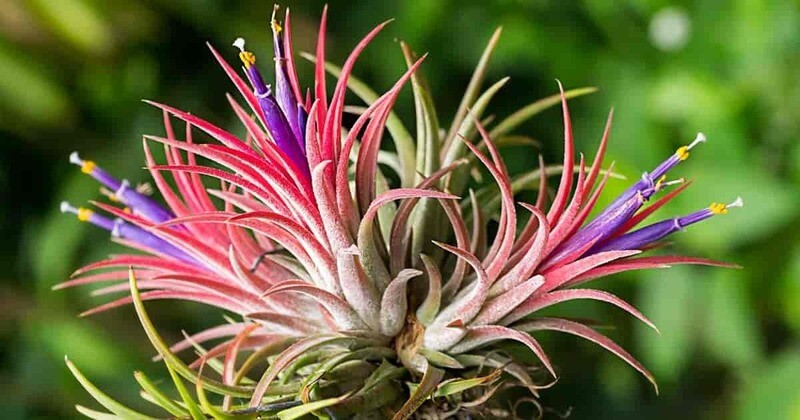 Vibrant Air Plant - Tillandsia ionantha | Rare Plant Seeds
