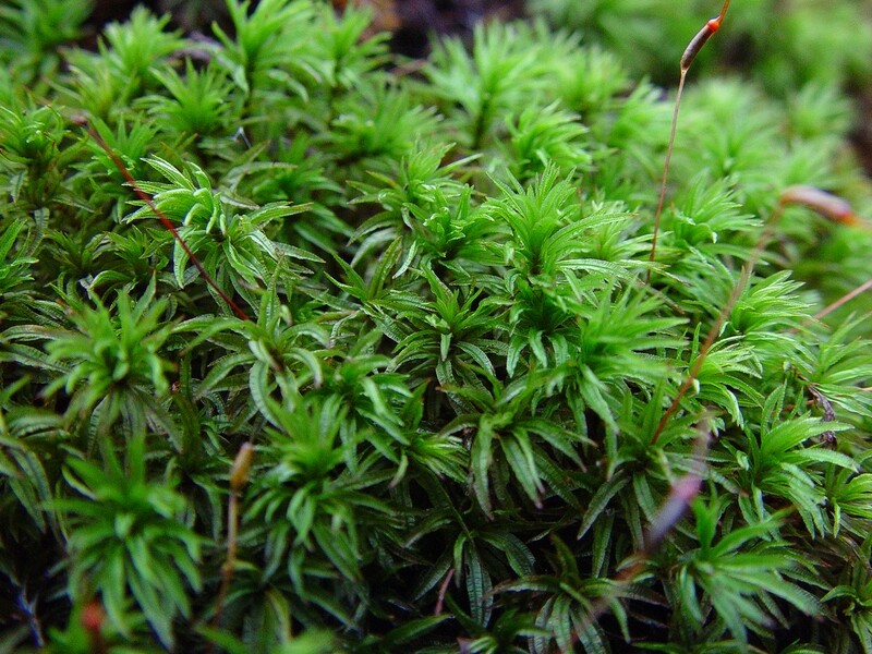 Fresh Sphagnum Moss (Sphagnum palustre)
