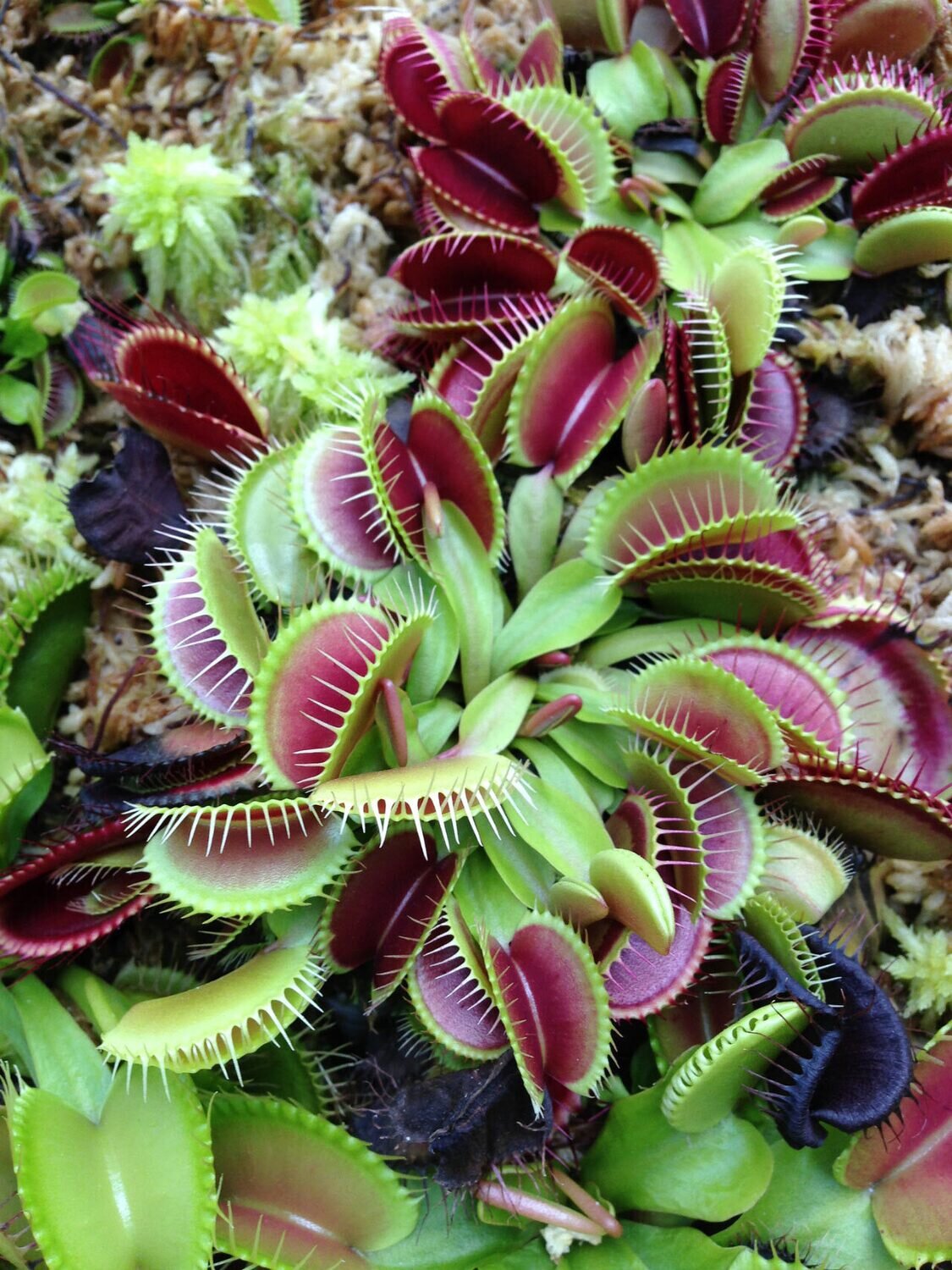 Venus Fly Traps - Mixed This is Dionaea muscipula - 5 type Mix. The common name for this is Venus Fly Traps - Mixed. Whimsy and Wonder Seeds sells the freshest of rare plant seeds. Other Common names for this rare insectivorous plant are: Venus Fly Trap: Dionaea Muscipula, Flytrap, Watercup. Check this Venus Fly Traps - Mixed (Dionaea muscipula - 5 type Mix) out along with all of our other carnivorous plant seeds here at Whimsy and Wonder Seeds. We ship these carnivorous plants seeds from Canada to anywhere in the World.