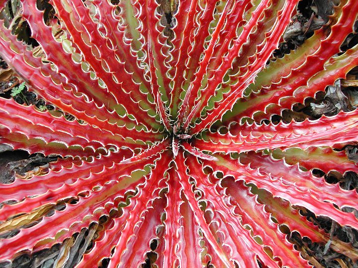 Hechtia texensis