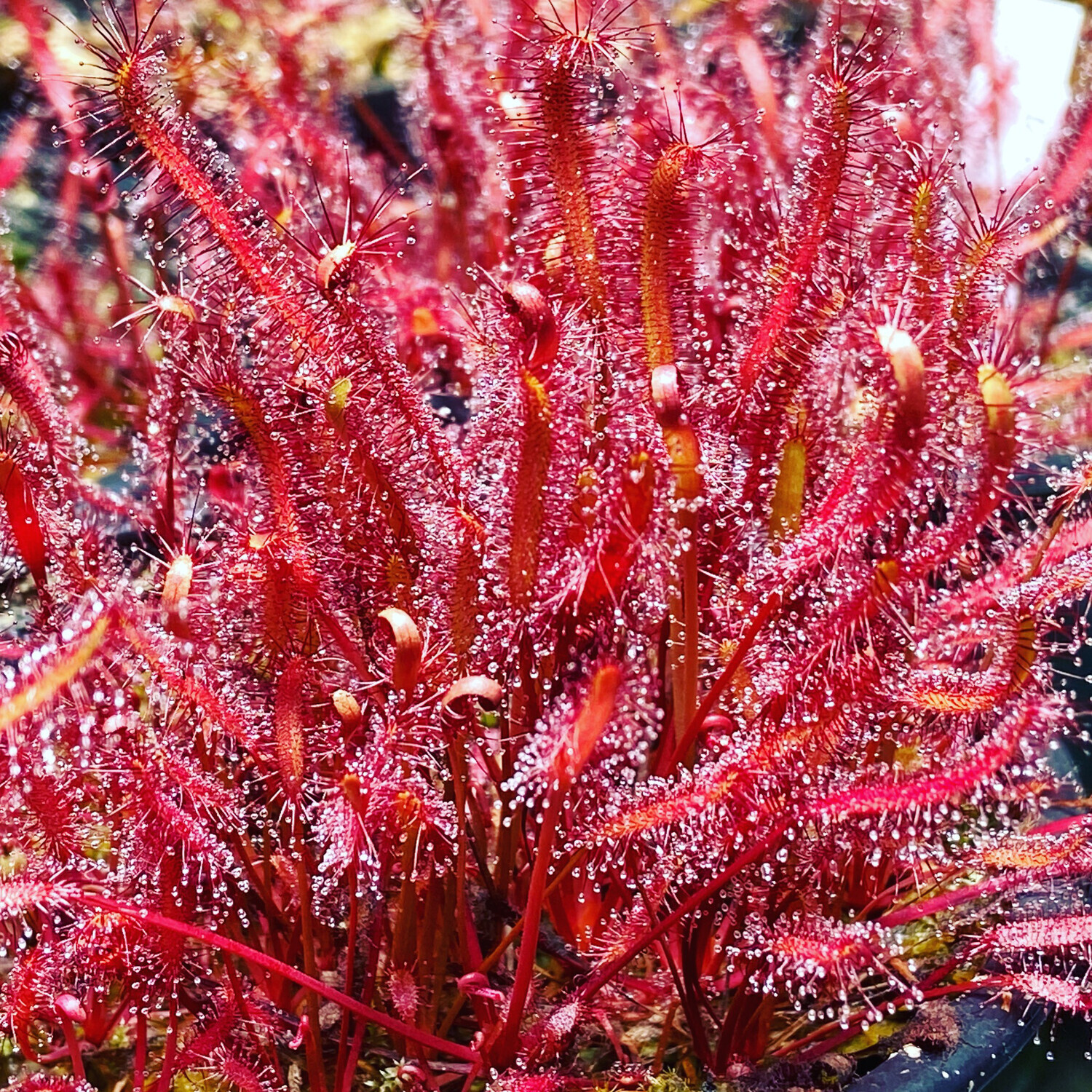 Drosera capensis "Red-Leaf"