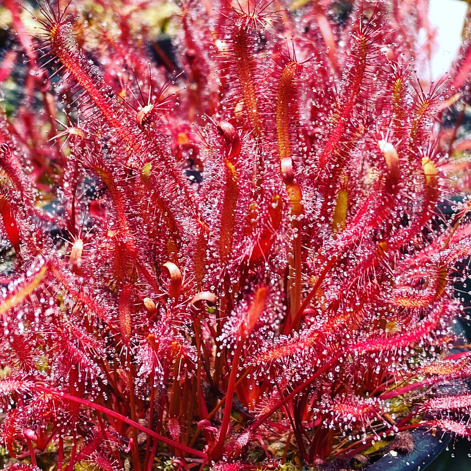 This is Drosera capensis &quot;Red-Leaf&quot;. The common name for this is Red Cape Sundew. Whimsy and Wonder Seeds sells the freshest of rare plant seeds. Other Common names for this rare insectivorous plant are: Red Cape Sundew - Drosera capensis, Cape Sundew, Sundew. Check this Red Cape Sundew (Drosera capensis &quot;Red-Leaf&quot;) out along with all of our other carnivorous plant seeds here at Whimsy and Wonder Seeds. We ship these carnivorous plants seeds from Canada to anywhere in the World.