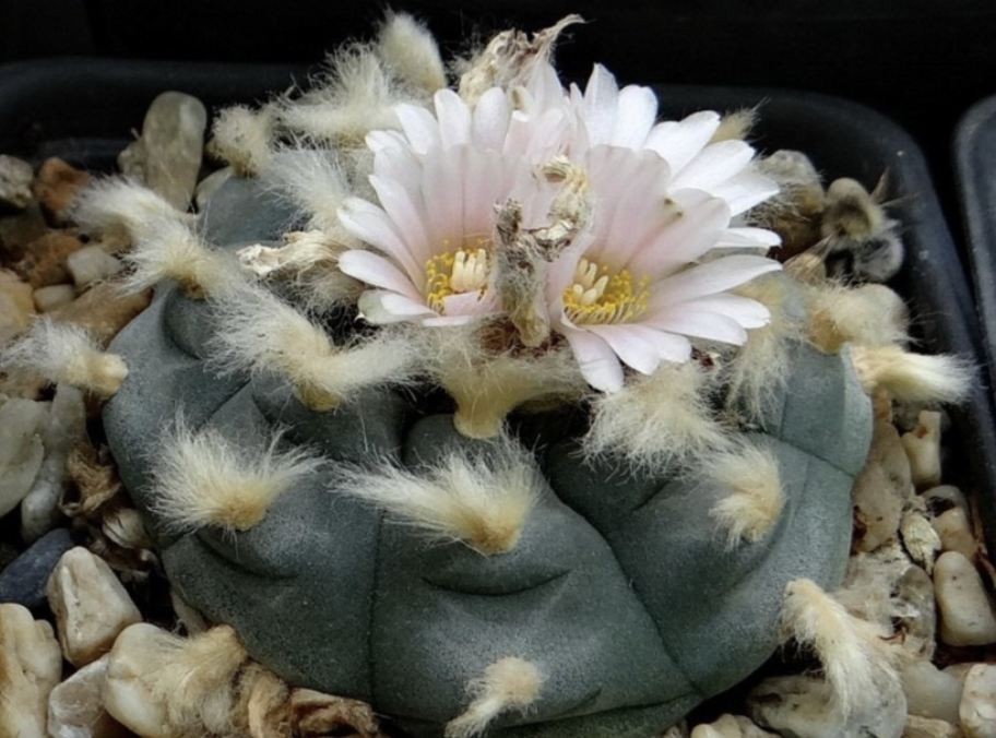 This is Lophophora williamsii. The common name for this is Peyote Cactus. Whimsy and Wonder Seeds sells the freshest of rare plant seeds. Other Common names for this rare cactus species are: Peyote Cactus: Peyote, Pey?tl. Check this Peyote Cactus (Lophophora williamsii) out along with all of  our other cacti plant seeds here at Whimsy and Wonder Seeds. We ship these cactus plants seeds from  Canada to anywhere in the World.