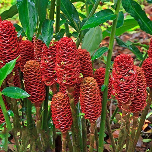 Red Pinecone Ginger (Shampoo Ginger)- Zingiber zerumbet | Rare Plant ...
