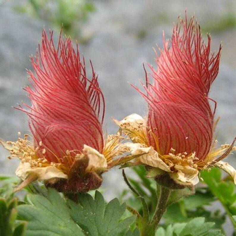 Geum triflorum