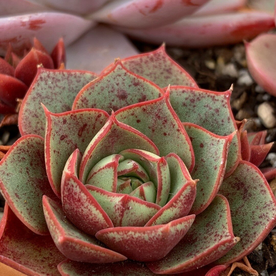 This is Echeveria longissima. The common name for this is Red Splattered Succulent. Whimsy and Wonder Seeds sells the freshest of rare plant seeds. Other Common names for this rare succulent plant are: Red Splattered Succulent: Red splash plant, Red-speckled haworthia. Check this Red Splattered Succulent (Echeveria longissima) out along with all of  our other succulent plant seeds here at Whimsy and Wonder Seeds. We ship these succulent plants  seeds from Canada to anywhere in the World.
