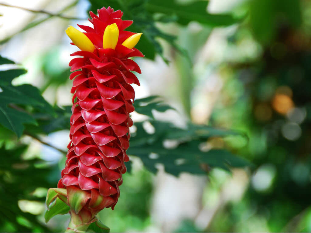 This is Costus barbatus. The common name for this is Spiral Ginger. Whimsy and Wonder Seeds sells the freshest of rare seeds. Other Common names for this rare plant species are: Spiral Ginger: Shell Ginger, Spiral Flag, Spiral Flag Ginger, Dancing Ladies Ginger. Check this Spiral Ginger (Costus barbatus) out along with all of our other rare  and exotics plant seeds here at Whimsy and Wonder Seeds. We ship these rare seeds from Canada to anywhere in the World.