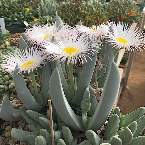 Cheiridopsis denticulata