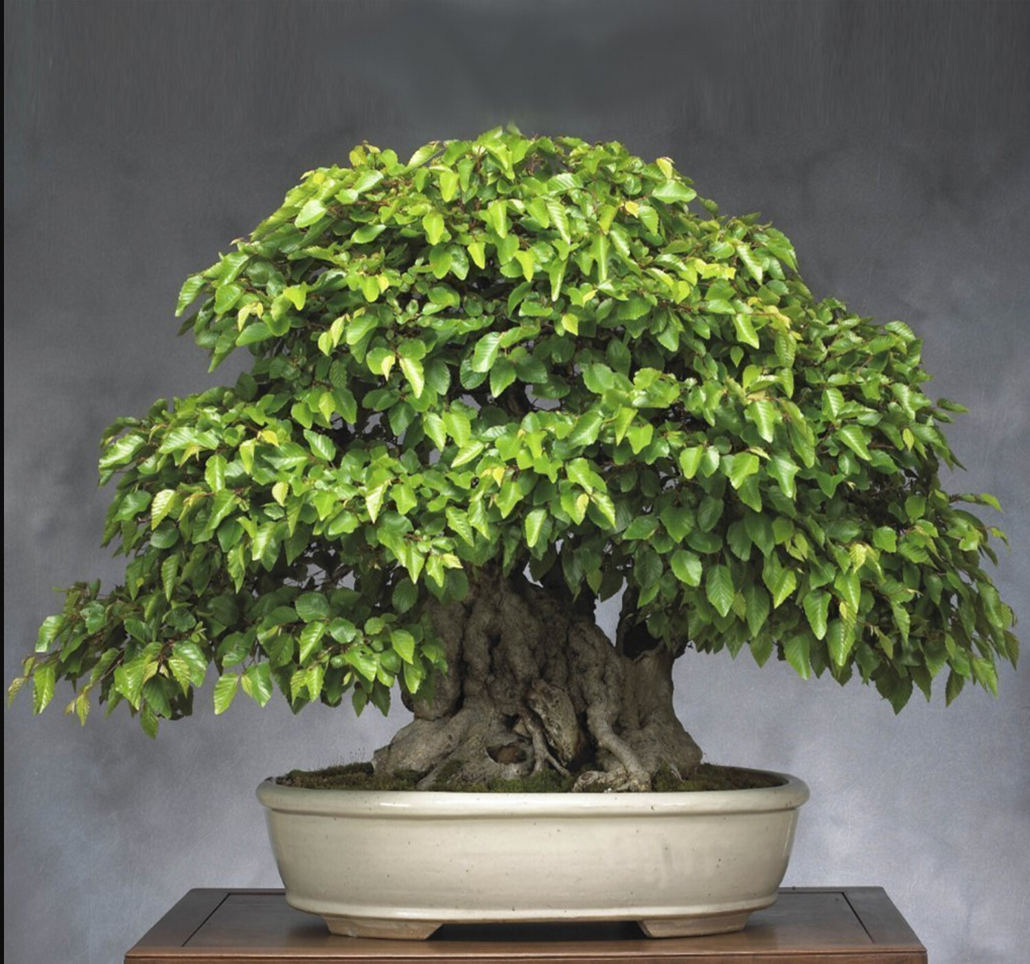 Korean Hornbeam Bonsai Tree This is Carpinus turczaninowii. The common name for this is Korean Hornbeam Bonsai Tree. Whimsy and Wonder Seeds sells the freshest of rare plant seeds. Other Common names for this rare bonsai tree plant are: Korean Hornbeam Bonsai Tree: Carpinus turczaninovii, Korean Hornbeam. Check this Korean Hornbeam Bonsai Tree (Carpinus turczaninowii) out along with all of our other Bonsai Trees plant seeds here at Whimsy and Wonder Seeds. We ship these bonsai tree plants seeds from Canada to anywhere in the World.