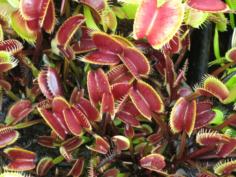 This is Dionaea muscipula. The common name for this is Venus Fly Traps - Mixed Red. Whimsy and Wonder Seeds sells the freshest of rare plant seeds. Other Common names for this rare insectivorous plant are: Venus Fly Trap: Dionaea Muscipula, Flytrap, Watercup. Check this Venus Fly Traps - Mixed Red (Dionaea muscipula) out along with all of our other carnivorous plant seeds here at Whimsy and Wonder Seeds. We ship these carnivorous plants seeds from Canada to anywhere in the World.