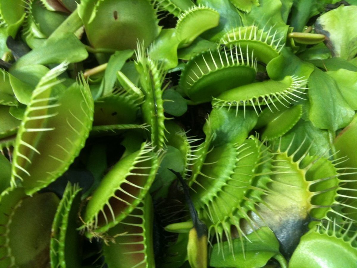 This is Dionaea muscipula. The common name for this is Venus Fly Traps - Mixed Green. Whimsy and Wonder Seeds sells the freshest of rare plant seeds. Other Common names for this rare insectivorous plant are: Venus Fly Trap: Dionaea Muscipula, Flytrap, Watercup. Check this Venus Fly Traps - Mixed Green (Dionaea muscipula) out along with all of our other carnivorous plant seeds here at Whimsy and Wonder Seeds. We ship these carnivorous plants seeds from Canada to anywhere in the World.