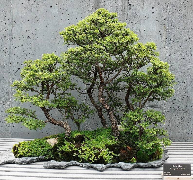 This is Ulmus parvifolia. The common name for this is Chinese Elm Bonsai Tree. Whimsy and Wonder Seeds sells the freshest of rare plant seeds. Other Common names for this rare bonsai tree plant are: Chinese Elm Bonsai Tree: Ulmus parvifolia, Lacebark Elm, True Chinese Elm. Check this Chinese Elm Bonsai Tree (Ulmus parvifolia) out along with all of  our other Bonsai Trees plant seeds here at Whimsy and Wonder Seeds. We ship these bonsai tree plants  seeds from Canada to anywhere in the World.