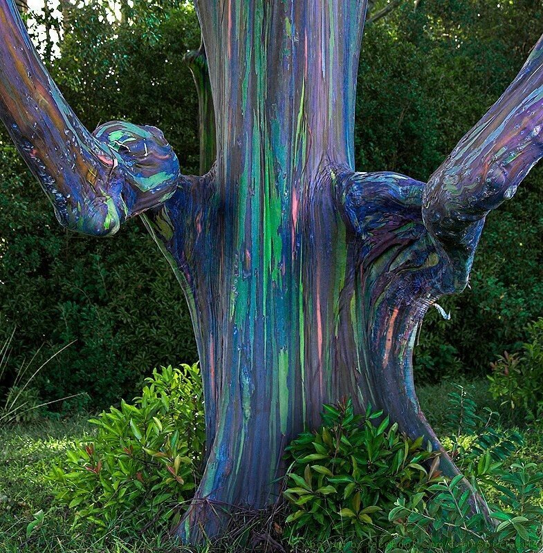 This is Eucalyptus Deglupta. The common name for this is Rainbow Eucalyptus. Whimsy and Wonder Seeds sells the freshest of rare seeds. Other Common names for this rare plant species are: Rainbow Eucalyptus - Eucalyptus deglupta, Mindanao Gum, Rainbow Gum. Check this Rainbow Eucalyptus (Eucalyptus Deglupta) out along with all of our other rare  and exotics plant seeds here at Whimsy and Wonder Seeds. We ship these rare seeds from Canada to anywhere in the World.