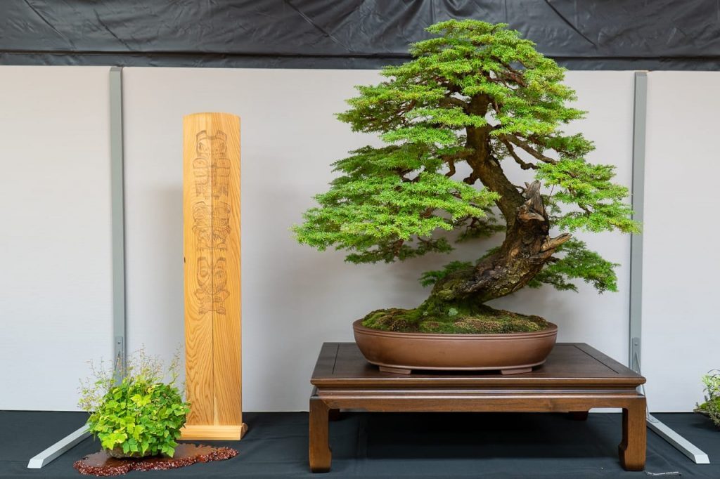 Tsuga Heterophylla