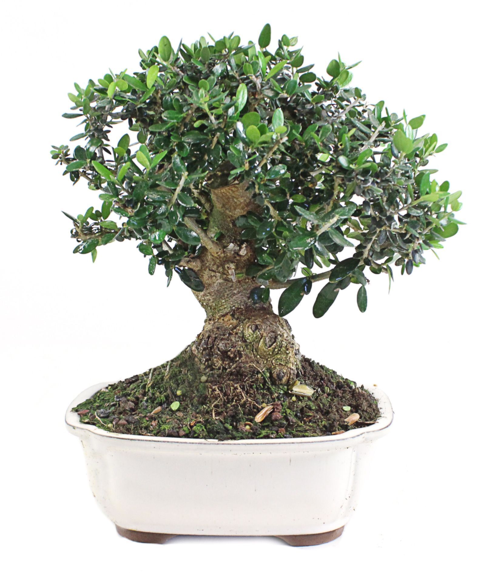 Olea Europaea