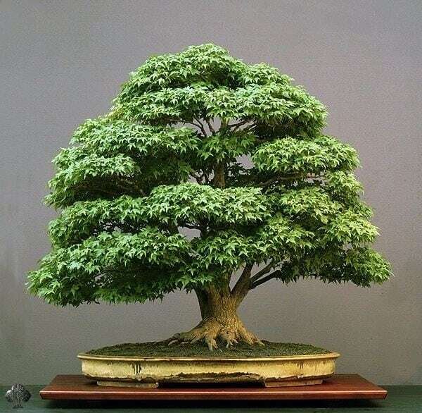 Tropical Oak Bonsai Tree This is Casuarina Cunninghamiana. The common name for this is Tropical Oak Bonsai Tree. Whimsy and Wonder Seeds sells the freshest of rare plant seeds. Other Common names for this rare bonsai tree plant are: Tropical Oak Bonsai Tree: Quercus myrsinifolia, Chinese evergreen oak, blunt-lobed oak. Check this Tropical Oak Bonsai Tree (Casuarina Cunninghamiana) out along with all of our other Bonsai Trees plant seeds here at Whimsy and Wonder Seeds. We ship these bonsai tree plants seeds from Canada to anywhere in the World.