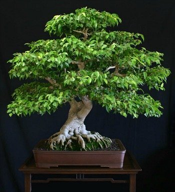 Ficus bejamina
