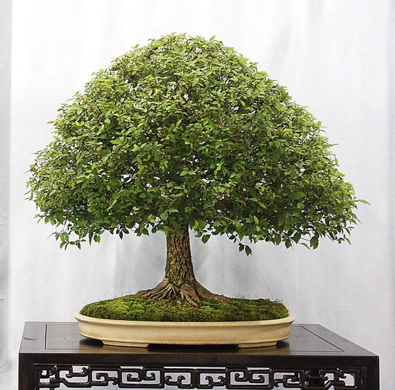 Zelkova serrata