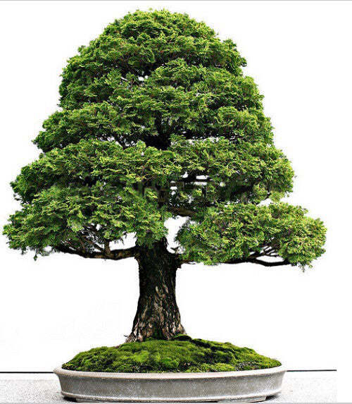 Cupressus sempervirens