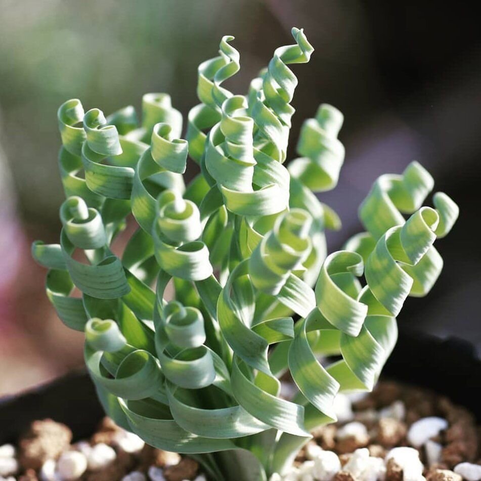 This is Albuca Concordiana. The common name for this is Concord Albuca. Whimsy and Wonder Seeds sells the freshest of rare plant seeds. Other Common names for this rare succulent plant are: Concord Albuca - Starfish Plant, Slime Lily, Leopard Lily, Leopard Flower. Check this Concord Albuca  (Albuca Concordiana) out along with all of  our other succulent plant seeds here at Whimsy and Wonder Seeds. We ship these succulent plants  seeds from Canada to anywhere in the World.
