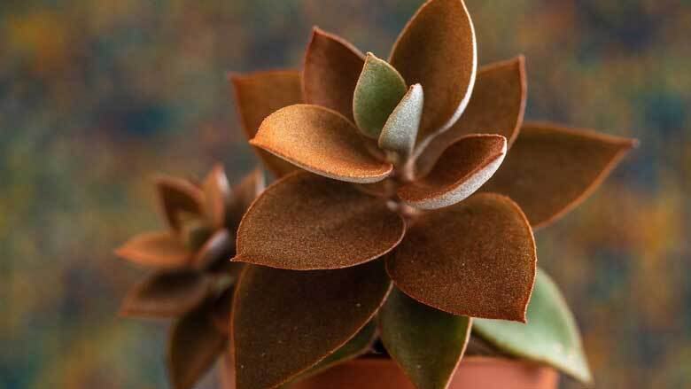 Kalanchoe Orgyalis
