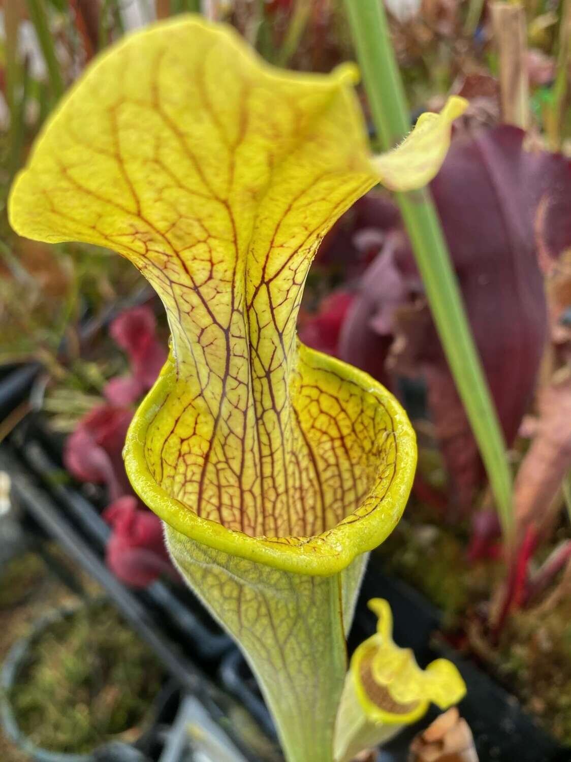 This is Sarracenia Alabamensis. The common name for this is Cane- Break Pitcher Plant. Whimsy and Wonder Seeds sells the freshest of rare plant seeds. Other Common names for this rare insectivorous plant are: Cane-Break Pitcher Plant: Sarracenia flava, Yellow Trumpet, Trumpet Pitcher Plant. Check this Cane- Break Pitcher Plant (Sarracenia Alabamensis) out along with all of our other carnivorous plant seeds here at Whimsy and Wonder Seeds. We ship these carnivorous plants seeds from Canada to anywhere in the World.