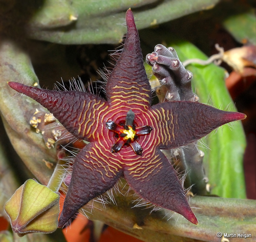 Stapelia Kwebensis