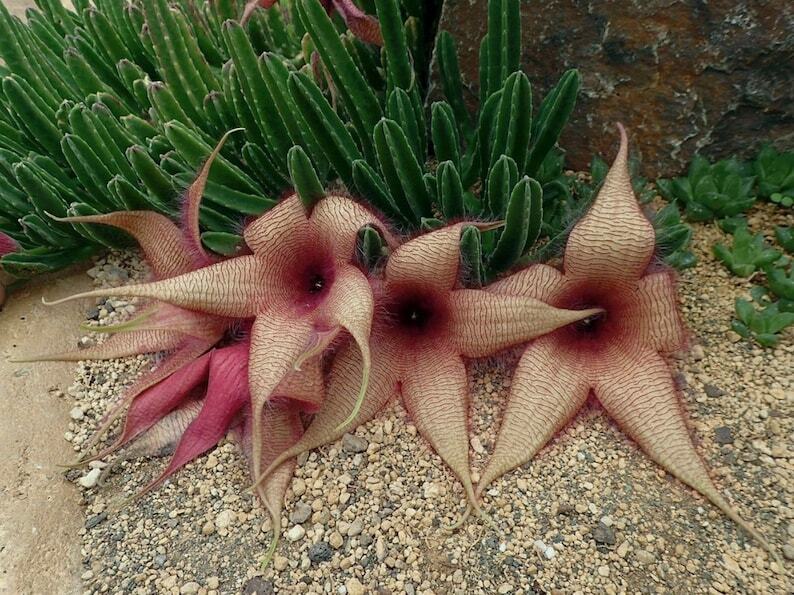 Stapelia Hirsuta