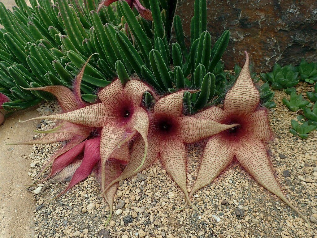 This is Stapelia Gigantea. The common name for this is South African Starfish Flower. Whimsy and Wonder Seeds sells the freshest of rare plant seeds. Other Common names for this rare succulent plant are: South African Starfish Flower: Starfish Succulent, Carrion Flower, Starfish Cactus, Starfish Plant, Mock Aztec Truffles.  Check this South African Starfish Flower  (Stapelia Gigantea) out along with all of  our other succulent plant seeds here at Whimsy and Wonder Seeds. We ship these succulent plants  seeds from Canada to anywhere in the World.
